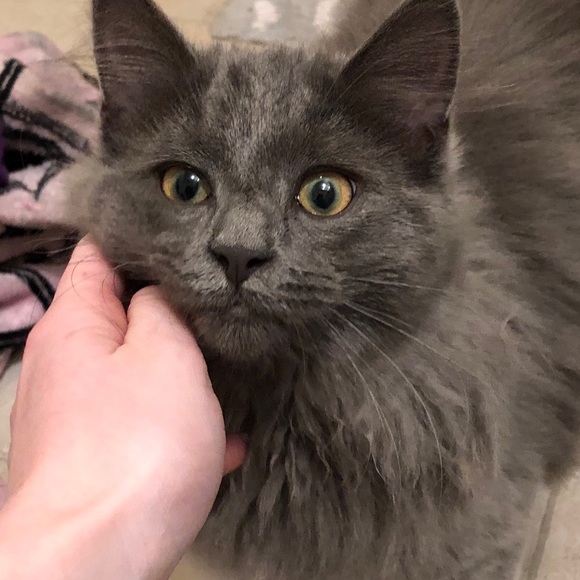 Meet your Posher, Jenn 🌸 - Picture 2 of 9